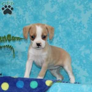 Bella, Boston Terrier Mix Puppy